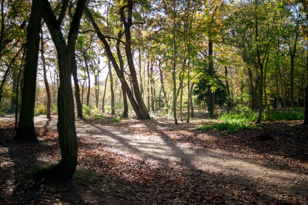 forest